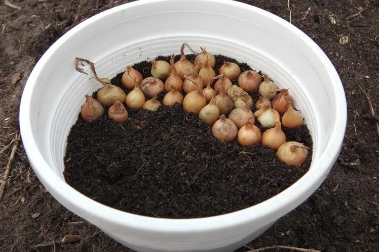 Спосіб килимової посадки цибулі. Вирощую до 1 кг зеленого пера в одному горщику за 2 тижні