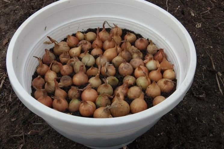 Спосіб килимової посадки цибулі. Вирощую до 1 кг зеленого пера в одному горщику за 2 тижні