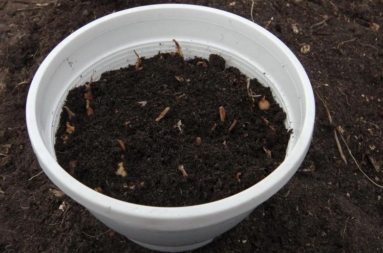 Спосіб килимової посадки цибулі. Вирощую до 1 кг зеленого пера в одному горщику за 2 тижні