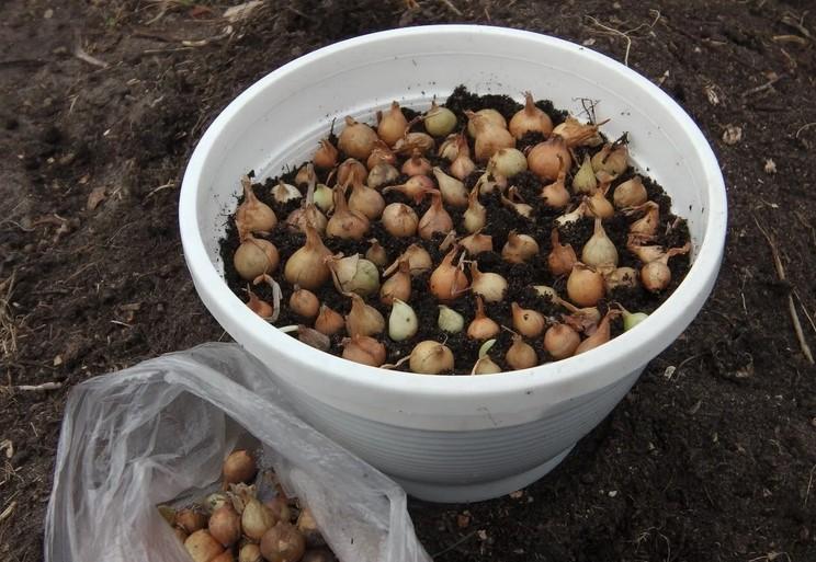 Спосіб килимової посадки цибулі. Вирощую до 1 кг зеленого пера в одному горщику за 2 тижні