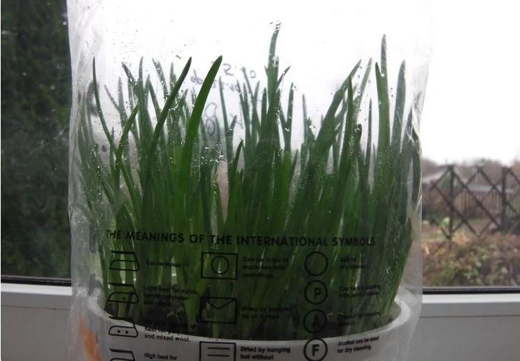 Спосіб килимової посадки цибулі. Вирощую до 1 кг зеленого пера в одному горщику за 2 тижні