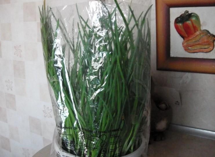 Спосіб килимової посадки цибулі. Вирощую до 1 кг зеленого пера в одному горщику за 2 тижні