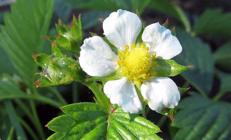 Чим і як підживити полуницю перед цвітінням, щоб кущі рясно плодоносили, а ягоди були великими