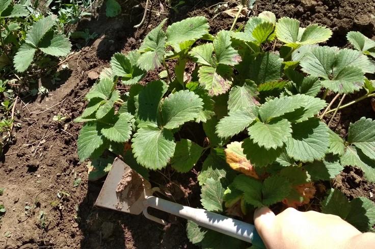 Догляд за полуницею навесні: що обов'язково потрібно встигнути зробити тим часом. Декілька важливих прийомів