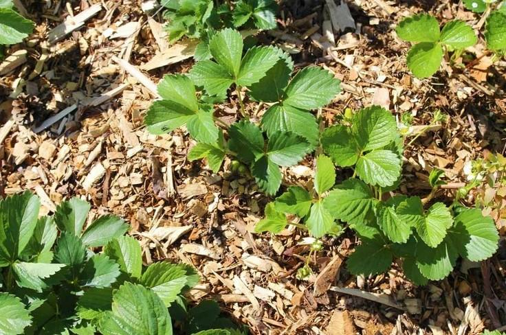 Догляд за полуницею навесні: що обов'язково потрібно встигнути зробити тим часом. Декілька важливих прийомів