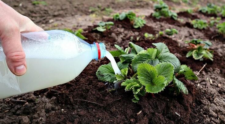 Догляд за полуницею навесні: що обов'язково потрібно встигнути зробити тим часом. Декілька важливих прийомів