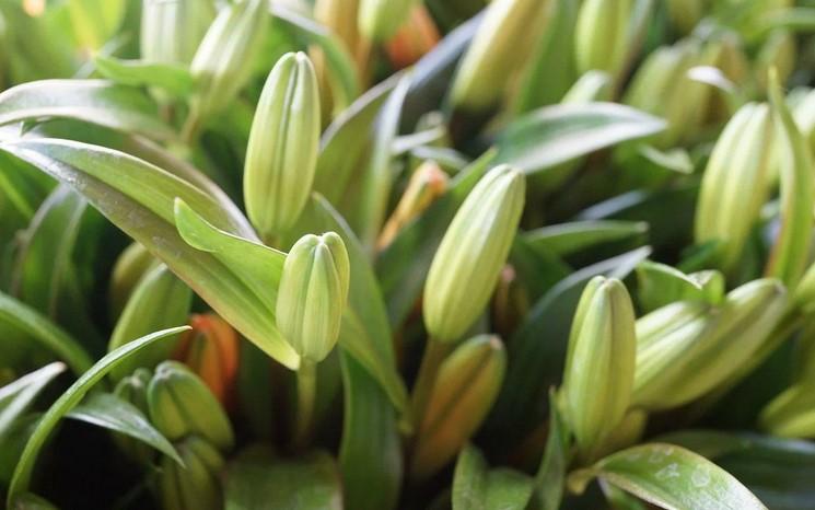 Коли, як і чим підживити Лілії, щоб цибулини активно рушили на зріст і порадували пишним цвітінням