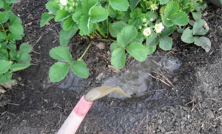 Чим і як підживити полуницю перед цвітінням, щоб кущі рясно плодоносили, а ягоди були великими