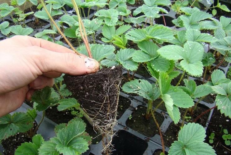 Як посадити полуницю навесні, щоб кущики добре росли і рясно плодоносили