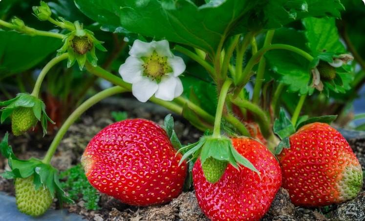 Чим і як підживити полуницю перед цвітінням, щоб кущі рясно плодоносили, а ягоди були великими
