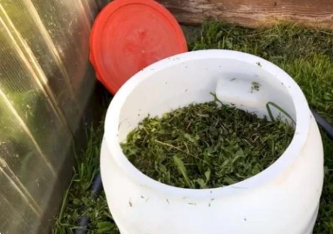 Зелене добриво замінить гній та засіб від шкідників та хвороб на городі! Весь секрет в інгредієнтах