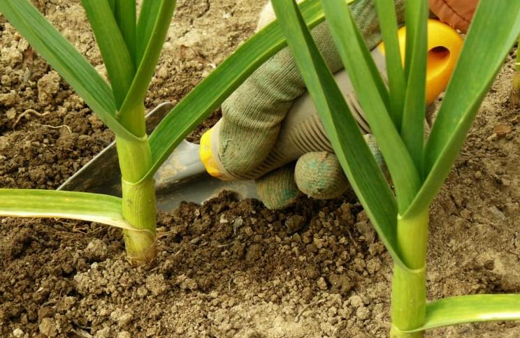 Незабаром озимий часник перейде на нарощування цибулини. Чим підживити і як доглядати