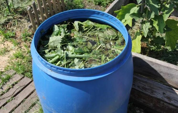 Чим підживити помідори, якщо листя почало жовтіти і що з цим робити