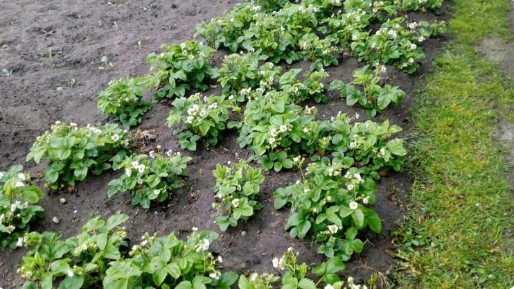 Годую полуницю за методом голландських фермерів - молоком: цвіте суцільним килимом, а полуниці в 1,5-2 рази більше