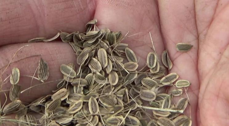 Морква не зійшла. До якого числа не пізно досадити?