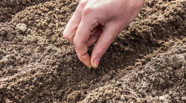 Морква не зійшла. До якого числа не пізно досадити?