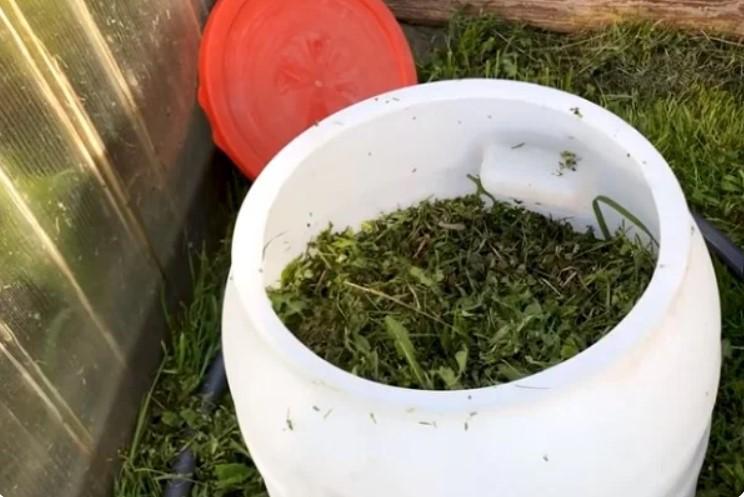 Підживлюю помідори та перці цим напоєм після висадки в ґрунт: рослини ростуть як на дріжджах і дають відмінний урожай