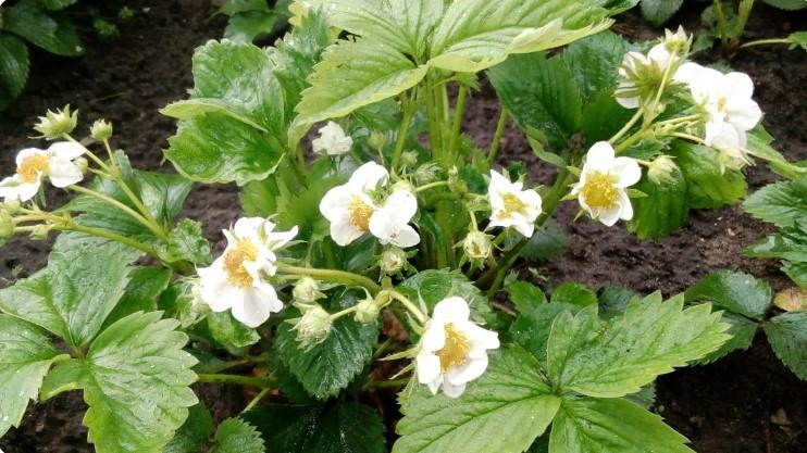 Годую полуницю за методом голландських фермерів - молоком: цвіте суцільним килимом, а полуниці в 1,5-2 рази більше