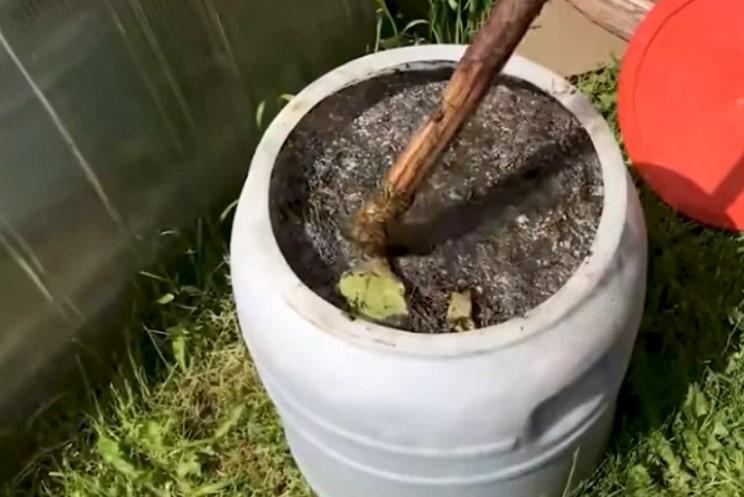 Підживлюю помідори та перці цим напоєм після висадки в ґрунт: рослини ростуть як на дріжджах і дають відмінний урожай