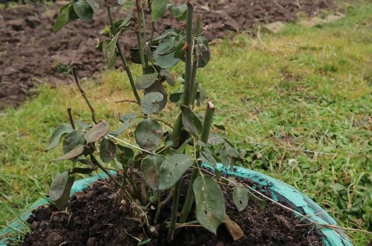 Як підготувати троянди до зими, щоб не вимерзли і пишно цвіли в наступному році