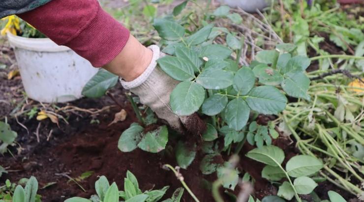Як підготувати троянди до зими, щоб не вимерзли і пишно цвіли в наступному році