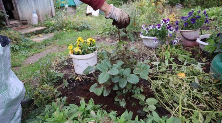 Як підготувати троянди до зими, щоб не вимерзли і пишно цвіли в наступному році