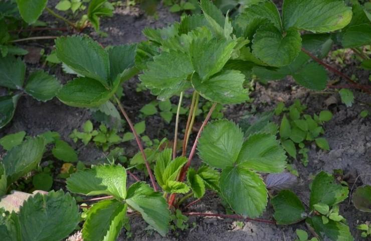 Що робити осінню, якщо на полуниці влітку було багато гнилі