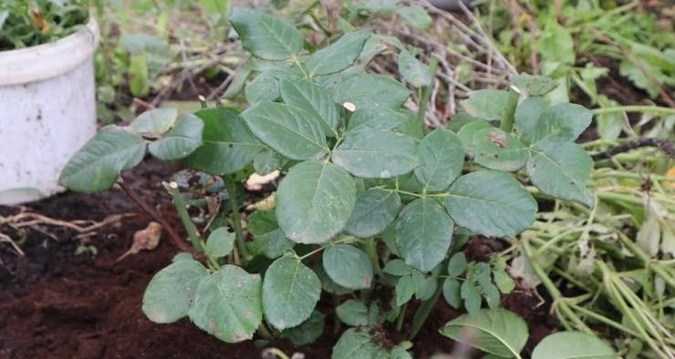 Як підготувати троянди до зими, щоб не вимерзли і пишно цвіли в наступному році