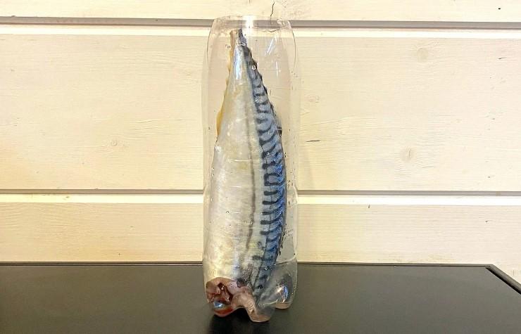 Засолювання скумбрії в пляшці: риба виходить ніжною і в міру солоною