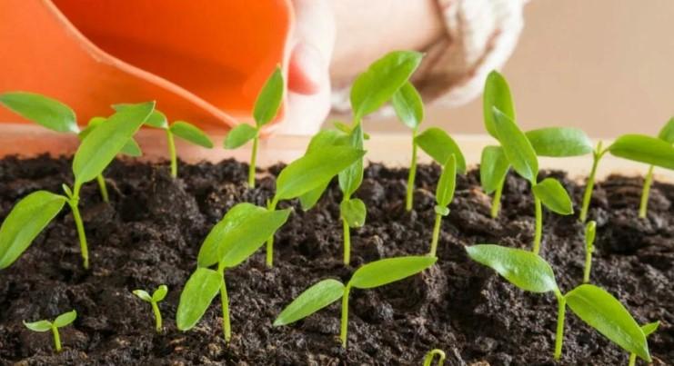 Така посадка перців у лютому ще жодного разу не підвела: сію 30 років