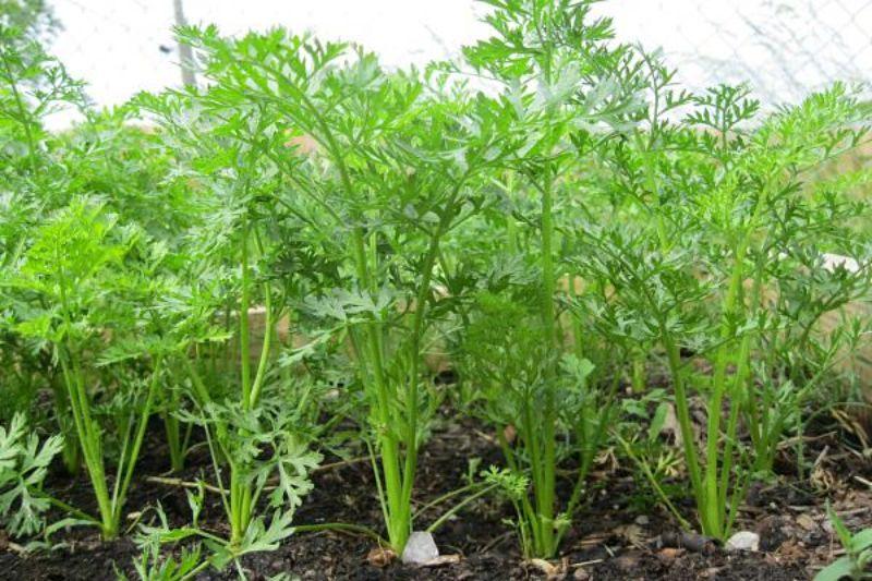 Морква нарощує бадилля: встигніть провести 5 обов'язкових процедур, щоб вона виросла великою, солодкою та соковитою