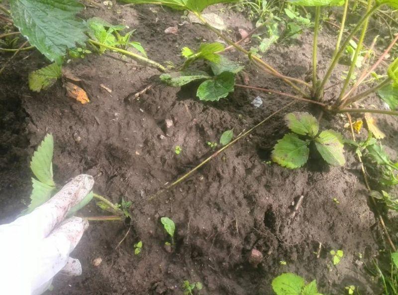 Як розмножую полуницю вусами наприкінці липня