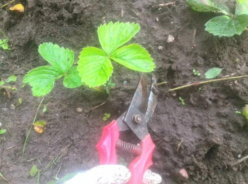 Як розмножую полуницю вусами наприкінці липня