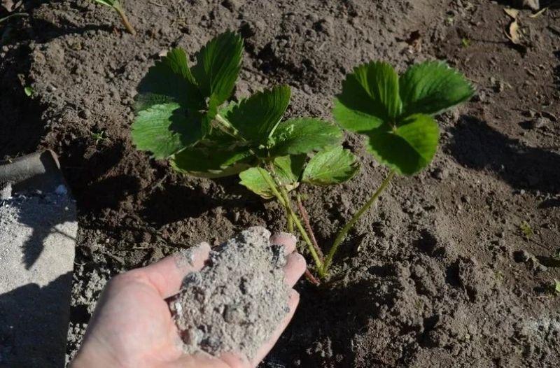 Краще підживлення полуниці у серпні для великого врожаю