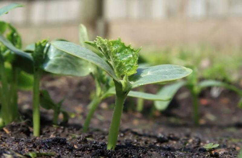 Як підготувати грядку під огірки осінню