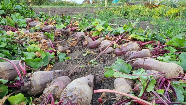 Як зрозуміти, що буряк дозрів і готовий до збирання: 3 вірні ознаки