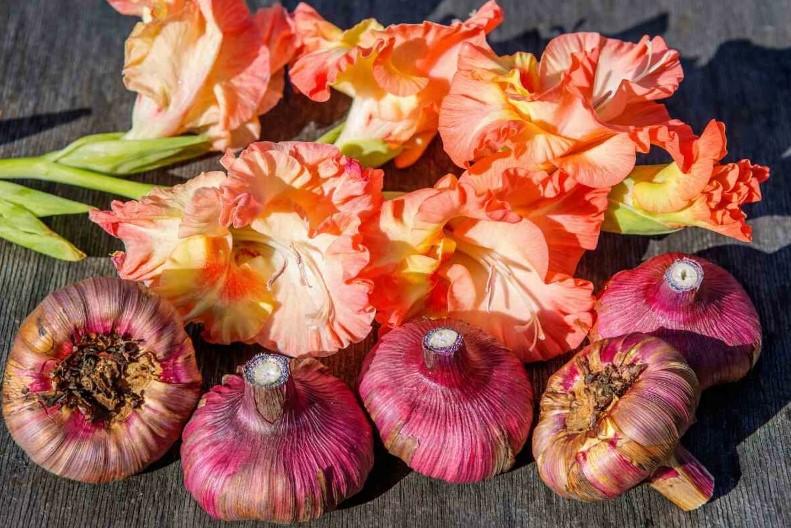 Як і коли викопують гладіолуси. Що потрібно зробити, щоб цибулини добре зберігалися, не сохли, не гнили, а наступного року шикарно цвіли