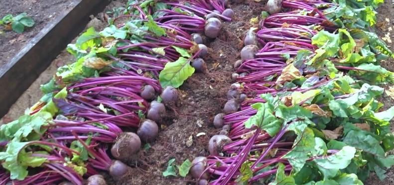 Навчилася незвичайному способу зберігання буряків: не проростає, не в'яне та чудово зберігається до 7 місяців