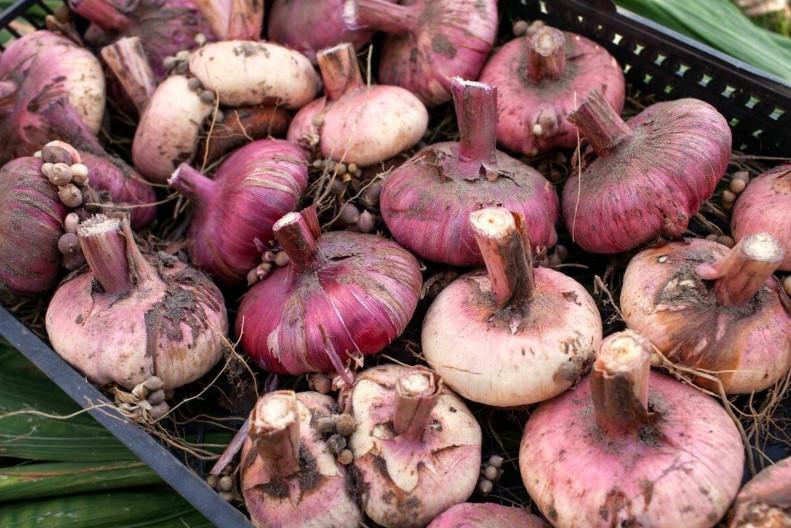 Як і коли викопують гладіолуси. Що потрібно зробити, щоб цибулини добре зберігалися, не сохли, не гнили, а наступного року шикарно цвіли