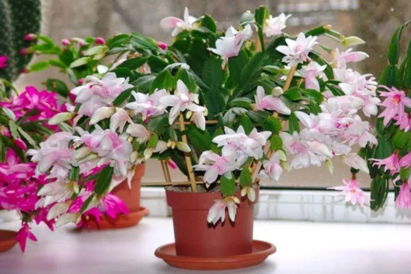 Чим підживити різдвяник у листопаді, щоб він тривалий час радував пишним цвітінням