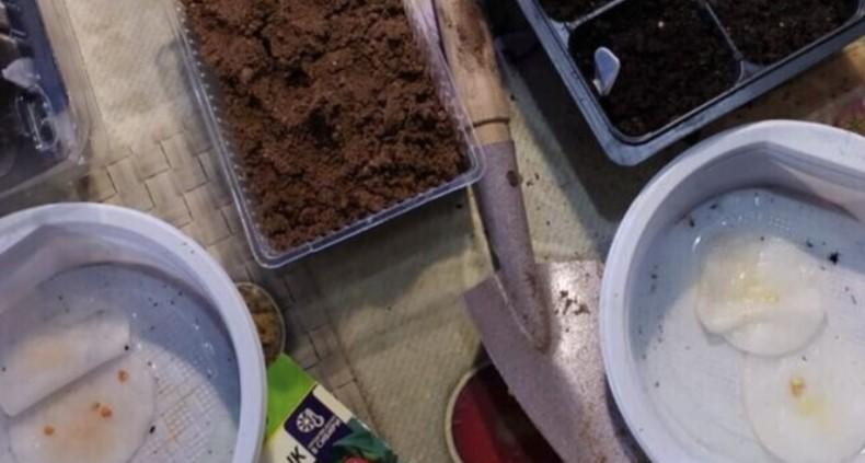 Як замочую насіння перцю перед посівом