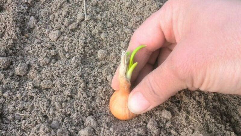 Як вибрати цибулю-сіянку за зовнішніми ознаками для великого врожаю