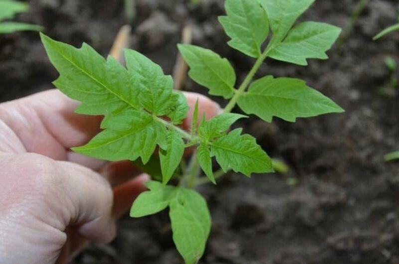 Листя розсади помідорів жовтіє або стає фіолетовим. Встановлюємо причину та виправляємо