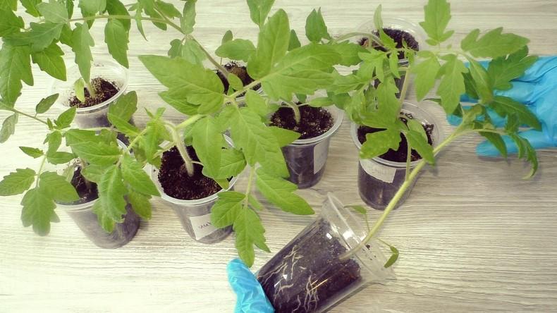 Друге, потрібне підживлення томатів після пікірування. Використовую кожного року