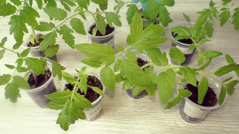 Друге, потрібне підживлення томатів після пікірування. Використовую кожного року