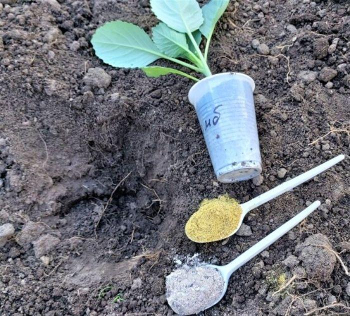 Готуємо лунку під посадку капусти. Всього 2 добавки в ґрунт