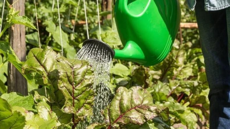 Підживлення буряків: коренеплоди виходять солодкими. Вже 3 роки використовую