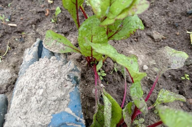 Посипаю буряк цим засобом у дощову погоду