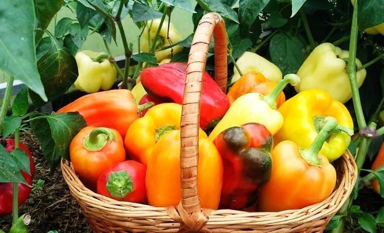 Фінальне підживлення перцю в теплиці в серпні