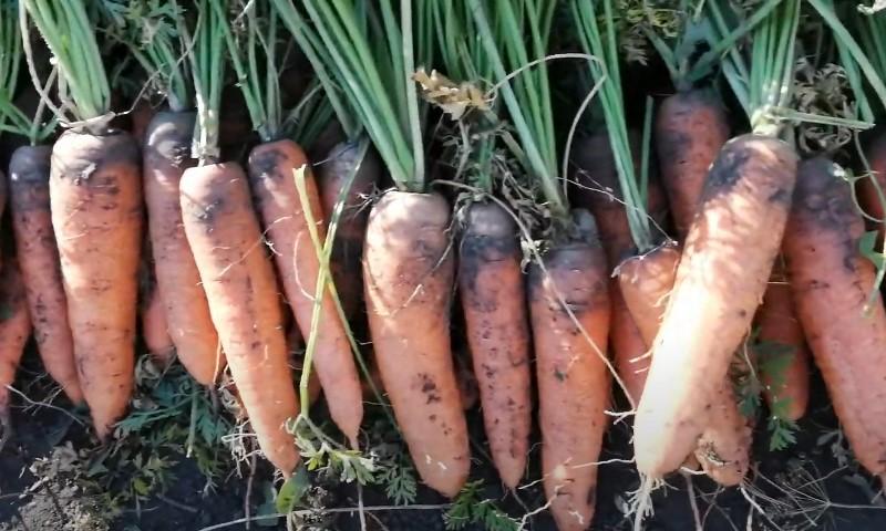 Що не можна робити за 2 тижні до збирання моркви з грядки